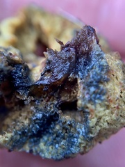 Gymnogaster boletoides