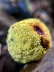 Gymnogaster boletoides