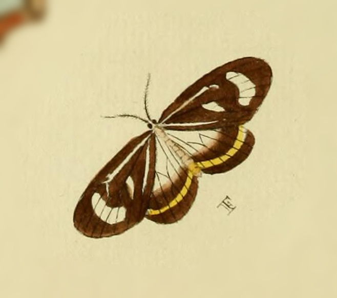 Dioptis meon
