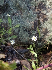 Meconella denticulata