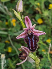 Ophrys sphegodes spruneri