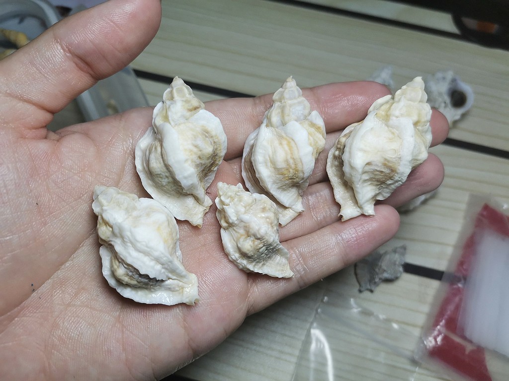 Hornmouths