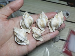 Ceratostoma rorifluum