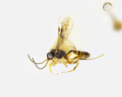 Barycnellus globosus