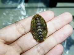 Acanthochitona rubrolineata
