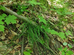 Carex digitalis digitalis