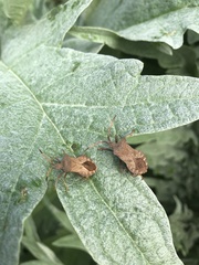 Coreus marginatus