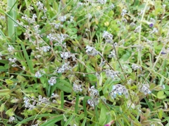 Myosotis discolor discolor