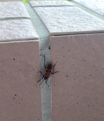 Physopelta quadriguttata