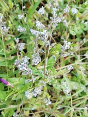 Myosotis discolor discolor