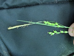 Carex digitalis digitalis