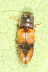 Horistonotus curiatus