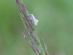 Elachista argentella