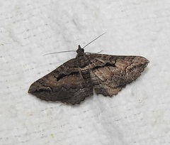 Chrysolarentia plagiocausta