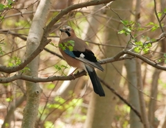 Garrulus glandarius