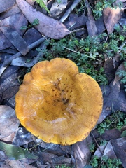 Austropaxillus
