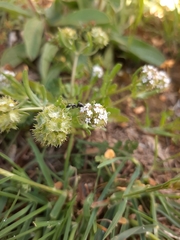 Valerianella discoidea