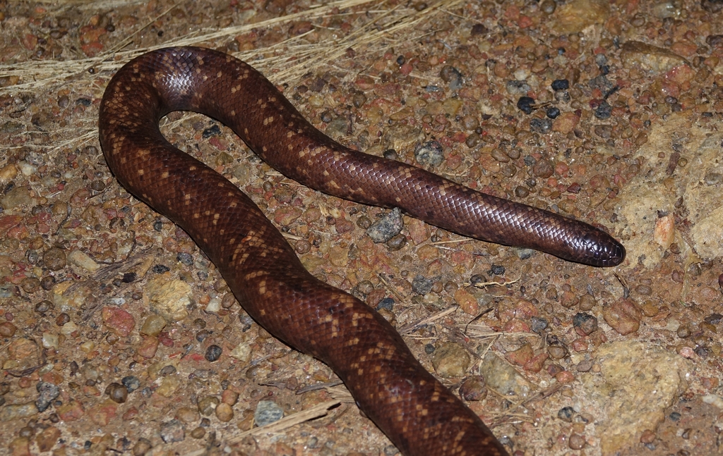 African Burrowing Python from Nyong-et-Kéllé, Cameroon on April 19 ...