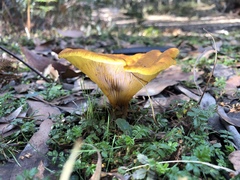 Austropaxillus