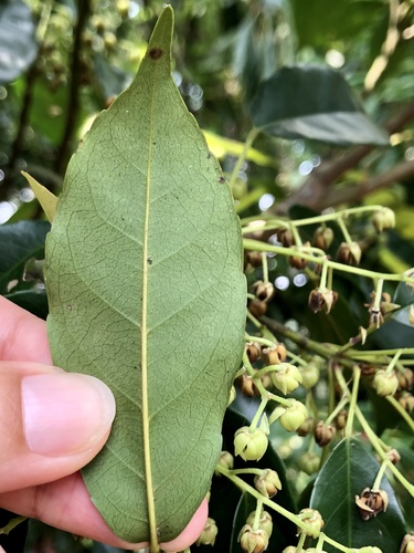 Elaeocarpus japonicus iNat (3)