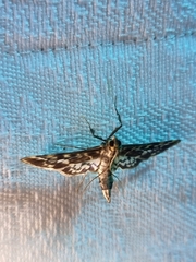 Rhimphalea