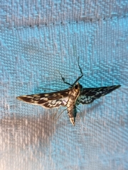 Rhimphalea