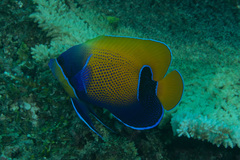 Pomacanthus navarchus