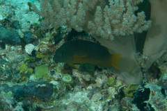 Pseudochromis fuscus
