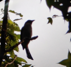 Dendrocitta formosae