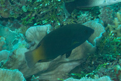 Anampses geographicus