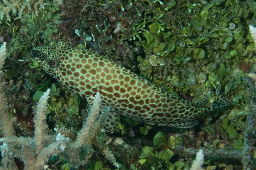 Honeycomb Grouper
