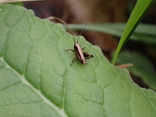 Pholidoptera griseoaptera