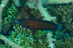 Labropsis micronesica