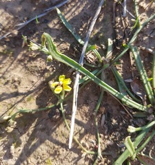 Goodenia macbarronii