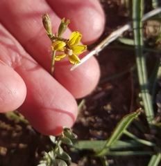 Goodenia macbarronii