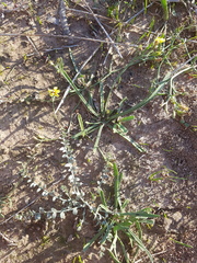 Goodenia macbarronii
