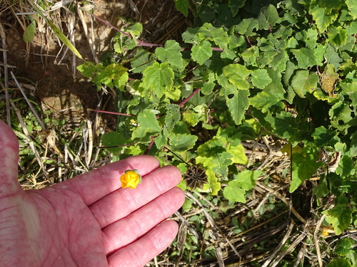 Abutilon sonneratianum (Abutilon sonneratianum)