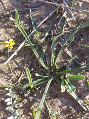 Goodenia macbarronii
