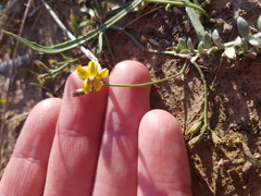Goodenia macbarronii