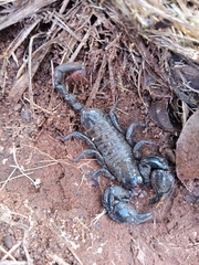 Opisthacanthus
