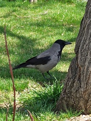 Corvus cornix