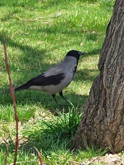 Corvus cornix