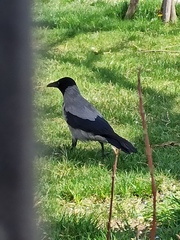 Corvus cornix