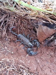 Opisthacanthus