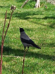 Corvus cornix