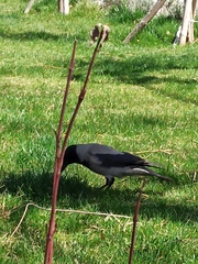 Corvus cornix