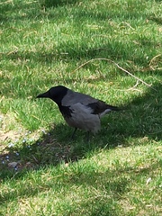 Corvus cornix
