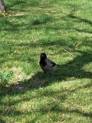Corvus cornix