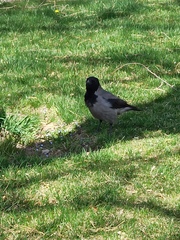 Corvus cornix