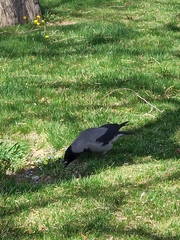 Corvus cornix